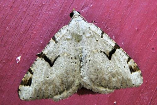 Réf. 339 646 : Macaria wauaria